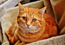 Czy Rudy był odważny? Czy Rudy był odważny?