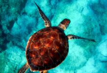 Jakie zwierzęta są najinteligentniejsze?