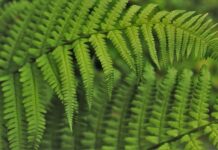 Jak wdrożyć program autorski w szkole? Jak wdrożyć program autorski w szkole?